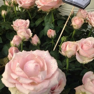 国产成人综合系列
